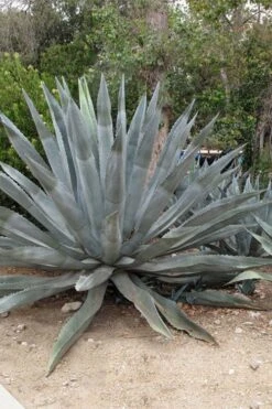 American Agave (Century Plant) - 3 Gallon Pot -US Fruit Trees Sales Store agave americana centrury plant 5