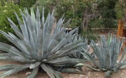 American Agave (Century Plant) - 3 Gallon Pot -US Fruit Trees Sales Store agave americana centrury plant 6