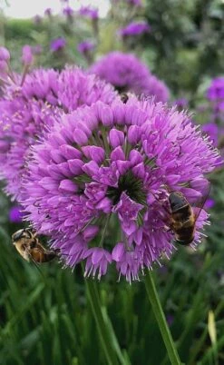 Millenium Allium (Ornamental Onion) - 1 Gallon Pot -US Fruit Trees Sales Store allium millenium 10