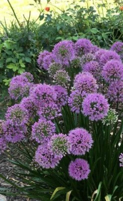 Millenium Allium (Ornamental Onion) - 1 Gallon Pot -US Fruit Trees Sales Store allium millenium 2 1