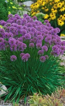 Millenium Allium (Ornamental Onion) - 1 Gallon Pot -US Fruit Trees Sales Store allium millenium 3