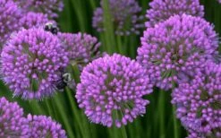 Millenium Allium (Ornamental Onion) - 1 Gallon Pot -US Fruit Trees Sales Store allium millenium 5