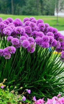 Millenium Allium (Ornamental Onion) - 1 Gallon Pot -US Fruit Trees Sales Store allium millenium 6