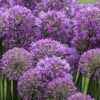 Serendipity Allium (Ornamental Onion) - 1 Gallon Pot