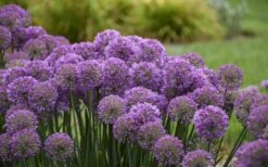 Serendipity Allium (Ornamental Onion) - 1 Gallon Pot 10 Serendipity Allium (Ornamental Onion) - 1 Gallon Pot -US Fruit Trees Sales Store allium serendipity 2 800x500 1