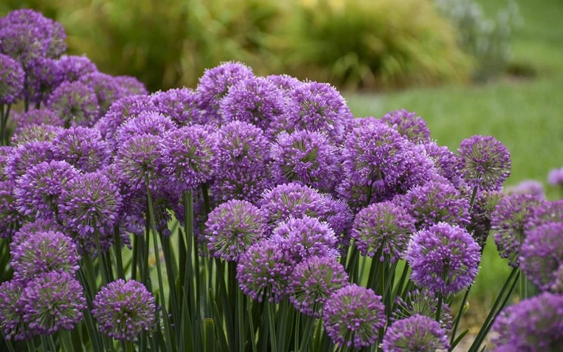 Serendipity Allium (Ornamental Onion) - 1 Gallon Pot 5 Serendipity Allium (Ornamental Onion) - 1 Gallon Pot - Image 5
