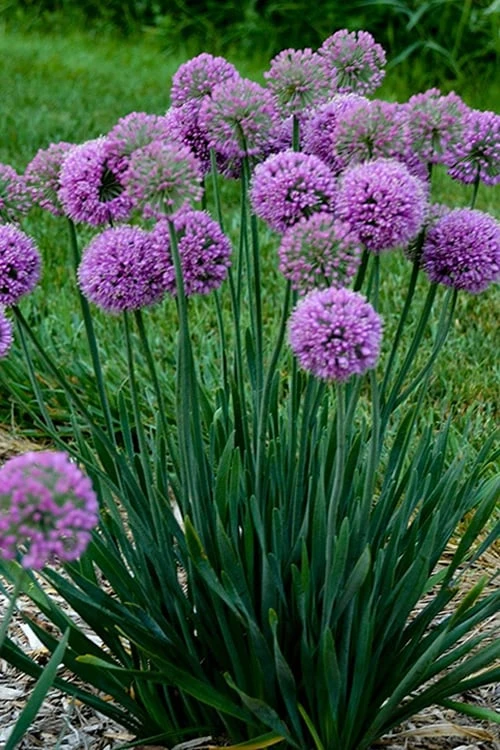 Serendipity Allium (Ornamental Onion) - 1 Gallon Pot 4 Serendipity Allium (Ornamental Onion) - 1 Gallon Pot - Image 4