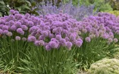 Serendipity Allium (Ornamental Onion) - 1 Gallon Pot 11 Serendipity Allium (Ornamental Onion) - 1 Gallon Pot -US Fruit Trees Sales Store allium serendipity 800x500 1