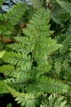 Shiny Bristle Fern - 6 Pack Of 1 Gallon Pots -US Fruit Trees Sales Store arachnoides davalliaeformis shiny bristle fern 2