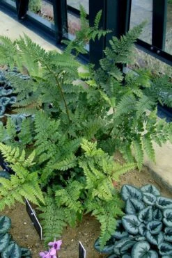 Shiny Bristle Fern - 1 Gallon Pot -US Fruit Trees Sales Store arachnoides davalliaeformis shiny bristle fern 4 1