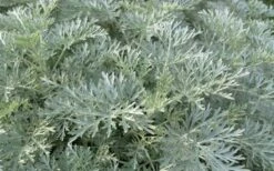 Powis Castle Artemisia - 1 Gallon Pot -US Fruit Trees Sales Store artemisia powis castle 1