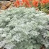 Powis Castle Artemisia - 5 Pack Of Quart Pots