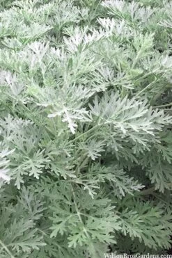 Powis Castle Artemisia - 1 Gallon Pot -US Fruit Trees Sales Store artemisia powis castle 14