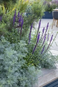 Powis Castle Artemisia - 1 Gallon Pot -US Fruit Trees Sales Store artemisia powis castle 4