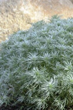 Silver Mound Artemisia - 1 Gallon Pot -US Fruit Trees Sales Store artemisia schmidtiana silver mound 4 1