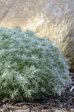 Silver Mound Artemisia - 1 Gallon Pot -US Fruit Trees Sales Store artemisia schmidtiana silver mound 5 1