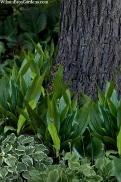 Tiny Tank Dwarf Cast Iron Plant - 3 Gallon Pot -US Fruit Trees Sales Store aspidistra elatior tiny tank dwarf cast iron plant 4