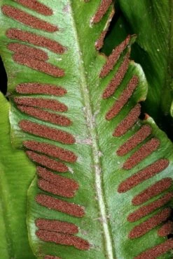 Hart's Tongue Fern (Asplenium Scolopendrium) - 1 Gallon Pot -US Fruit Trees Sales Store asplenium scolopendrium harts tongue fern 2