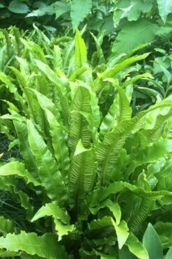 Hart's Tongue Fern (Asplenium Scolopendrium) - 1 Gallon Pot -US Fruit Trees Sales Store asplenium scolopendrium harts tongue fern 3