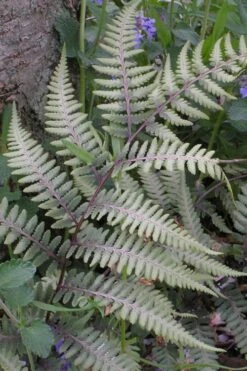 Japanese Painted Fern - 1 Gallon Pot 15 Japanese Painted Fern - 1 Gallon Pot -US Fruit Trees Sales Store athyrium niponicum pictum japanese painted fern 103