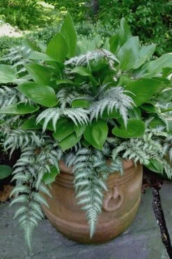 Japanese Painted Fern - 1 Gallon Pot 11 Japanese Painted Fern - 1 Gallon Pot -US Fruit Trees Sales Store athyrium niponicum pictum japanese painted fern 104 1
