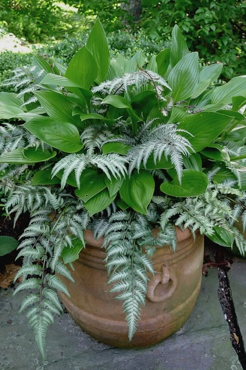 Japanese Painted Fern - 1 Gallon Pot 4 Japanese Painted Fern - 1 Gallon Pot - Image 4
