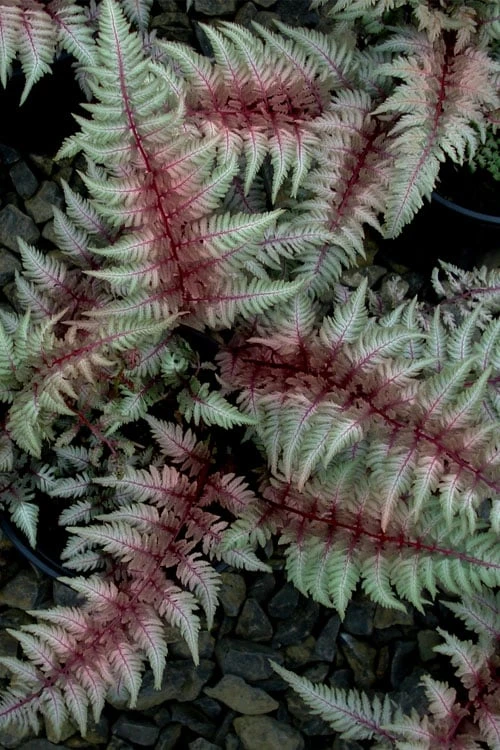 Regal Red Japanese Painted Fern - 6 Pack Of 1 Gallon Pots 1 Regal Red Japanese Painted Fern - 6 Pack Of 1 Gallon Pots