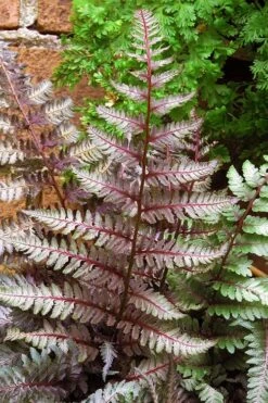Regal Red Japanese Painted Fern - 3 Gallon Pot -US Fruit Trees Sales Store athyrium pictum regal red japanese painted fern 11