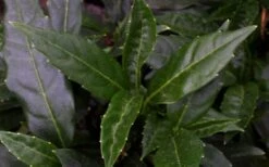 Dwarf Green Aucuba - Japanese Laurel - 1 Gallon Pot -US Fruit Trees Sales Store aucuba dwarf green foliage