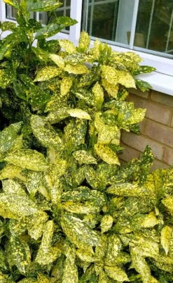 Golden King Aucuba (Male) - 3 Gallon Pot -US Fruit Trees Sales Store aucuba japonica golden king japanese laurel 1