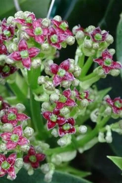 Rozannie Dwarf Aucuba (Japanese Laurel) - 3 Gallon Pot -US Fruit Trees Sales Store aucuba japonica rozannie japanese laurel 1