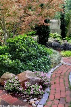 Rozannie Dwarf Aucuba (Japanese Laurel) - 3 Gallon Pot -US Fruit Trees Sales Store aucuba japonica rozannie japanese laurel 12