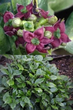 Rozannie Dwarf Aucuba (Japanese Laurel) - 3 Gallon Pot -US Fruit Trees Sales Store aucuba japonica rozannie japanese laurel 13