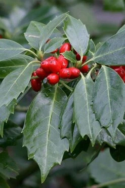 Rozannie Dwarf Aucuba (Japanese Laurel) - 3 Gallon Pot -US Fruit Trees Sales Store aucuba japonica rozannie japanese laurel 6