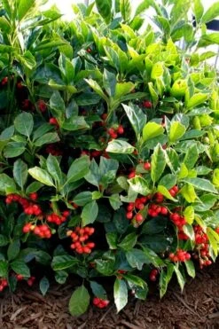 Rozannie Dwarf Aucuba (Japanese Laurel) - 3 Gallon Pot -US Fruit Trees Sales Store aucuba japonica rozannie japanese laurel 8