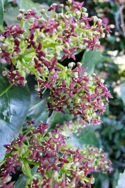 Rozannie Dwarf Aucuba (Japanese Laurel) - 3 Gallon Pot -US Fruit Trees Sales Store aucuba japonica rozannie japanese laurel 9