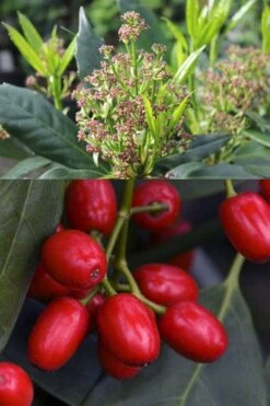 Sawtoothed Aucuba Serratifolia - 1 Gallon Pot -US Fruit Trees Sales Store aucuba japonica serratifolia sawtoothed japanese laurel 21 1