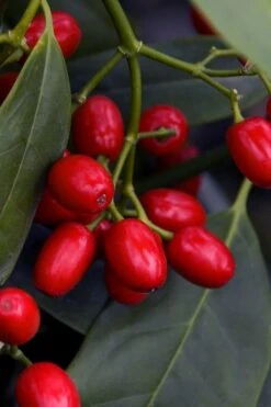 Sawtoothed Aucuba Serratifolia - 1 Gallon Pot -US Fruit Trees Sales Store aucuba japonica serratifolia sawtoothed japanese laurel 23 1