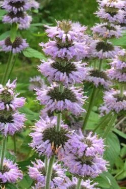 Downy Pagoda Plant (Blephilia Ciliata) - 1 Gallon Pot -US Fruit Trees Sales Store blephilia ciliata downy pagoda wood mint 4