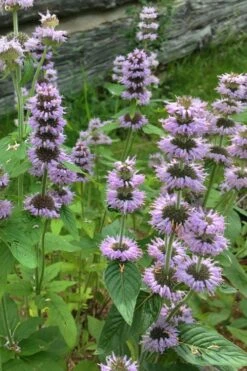 Downy Pagoda Plant (Blephilia Ciliata) - 1 Gallon Pot -US Fruit Trees Sales Store blephilia ciliata downy pagoda wood mint 5