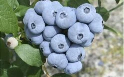 Northern Highbush Blueberry (Vaccinum Corymbosum) - 6 Pack Of 1 Gallon Pots -US Fruit Trees Sales Store blueberry northern20highbush 3 800x500 1
