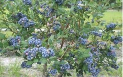 Northern Highbush Blueberry (Vaccinum Corymbosum) - 6 Pack Of 1 Gallon Pots -US Fruit Trees Sales Store blueberry northern20highbush 800x500 1