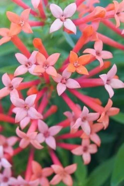 Estrellita Little Star Firecracker Bush (Bouvardia) - 3 Pack Of Quart Pots -US Fruit Trees Sales Store bouvardia estrellita little star firecracker bush 1