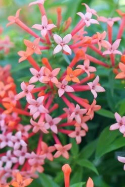 Estrellita Little Star Firecracker Bush (Bouvardia) - 3 Pack Of Quart Pots -US Fruit Trees Sales Store bouvardia estrellita little star firecracker bush 2