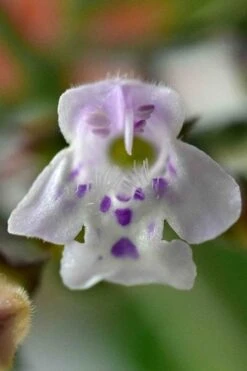White Cloud Calamint - 5 Pack Of Quart Pots -US Fruit Trees Sales Store calamint 16 2