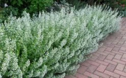 White Cloud Calamint - 5 Pack Of Quart Pots -US Fruit Trees Sales Store calamint white cloud 1 1