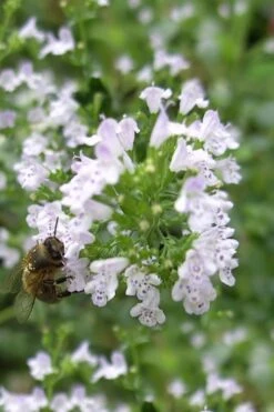 White Cloud Calamint - 1 Gallon Pot -US Fruit Trees Sales Store calamint white cloud 4
