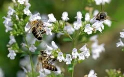 White Cloud Calamint - 5 Pack Of Quart Pots -US Fruit Trees Sales Store calamint white cloud 5 1