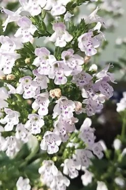 White Cloud Calamint - 1 Gallon Pot -US Fruit Trees Sales Store calamint white cloud 6