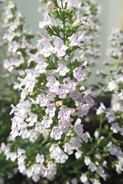 White Cloud Calamint - 5 Pack Of Quart Pots -US Fruit Trees Sales Store calamint white cloud 7 1